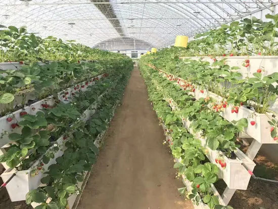Factory Hydroponic Plant Whole System Supply for Hydroponics Strawberries 