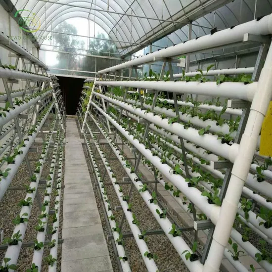High Quality Dwc Irrigation&Hydroponics Growing Equipment for Greenhouse 