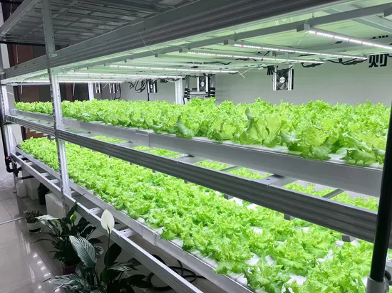 Reinfa Wholesale Price Vertical Hydroponic Growing System Kit 