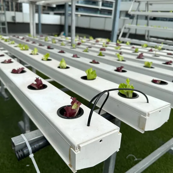 Agricultural Greenhouse Equipment Nft Channels Best Way for Hydroponics with Irrigation 